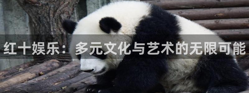 红十娱乐：多元文化与艺术的无限可能