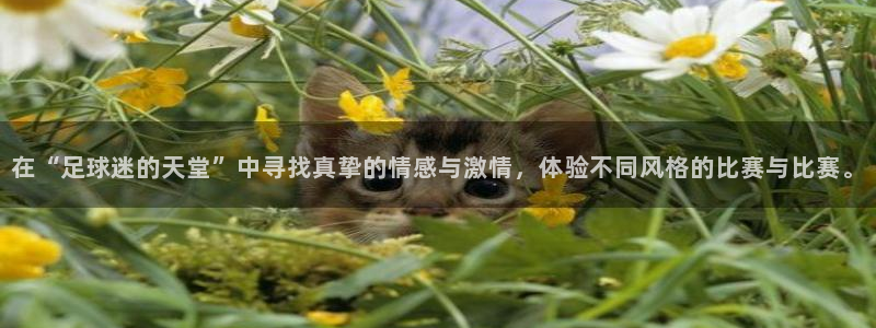 在“足球迷的天堂”中寻找真挚的情感与激情，体验不同风格的比赛与比赛。